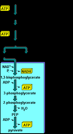 Glicólise/Reação Final Glicose + NAD + 2ADP + 2Pi 2Piruvato