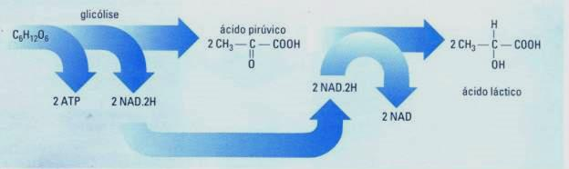 Fermentação láctica Realizada