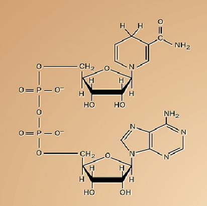 aceptor de elétrons NAD + forma