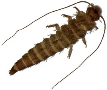 Scirtidae, larva, vista dorsal. Figure 16.