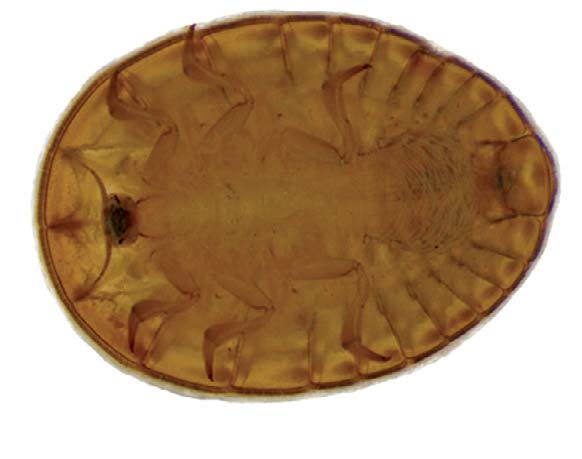 Psephenidae (Psepheninae), larva, dorsal view. Figura 22.