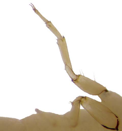 Figure 1. Curculionidae, larvae, lateral view....3 (Figura 2 Figura 2.