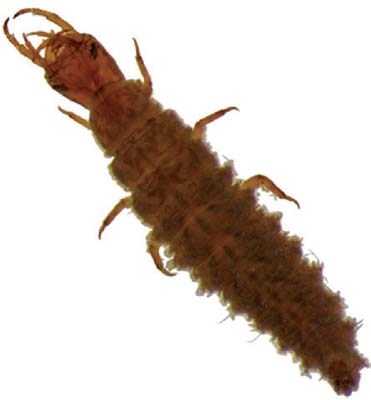 Lampyridae, larva, vista lateral. Figure 13.