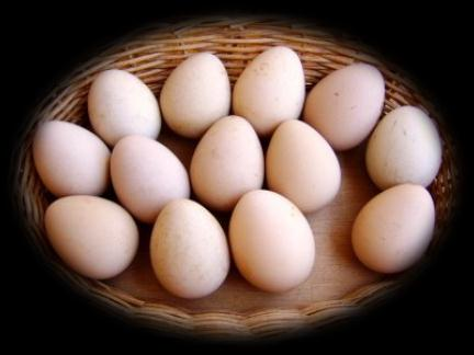 Produção de Ovos