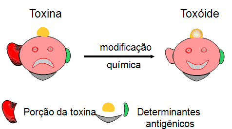 Bactérias produzem exotoxina Desnaturadas com formaldeído tornando-se atóxica, denominada toxoide Vacina induz a produção de anticorpos