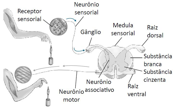 Arco reflexo simples; Neurônio sensorial + neurônio motor Arco