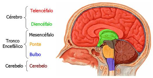 5kg nos adultos; Está localizado na caixa craniana; Dividido em: Prosencéfalo: