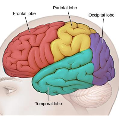 Cérebro - Funções Lobo frontal: movimento, pensamento, fala e olfato;