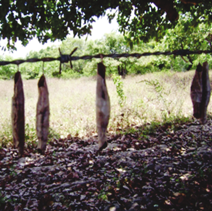 Muitas vezes, a larva migra do cajueiro hospedeiro e empupa em plantas ou em fios de arame de cercas próximas ao aceiro do cajueiral (Figuras 29 e 30).