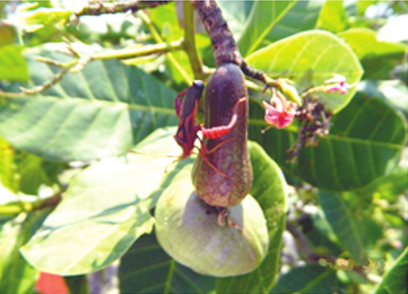 200 Parte 3 Pragas e doenças do cajueiro Percevejos dos frutos Existe um complexo de percevejos que visita o cajueiro, principalmente durante a fase de frutificação, alimentando-se de folhas,