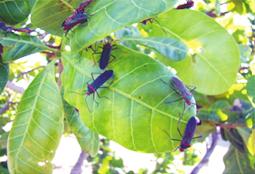 Quando adulto, Sphictyrtus chryseis Lichtenstein (Hemiptera: Coreidae) mede cerca de 16 mm de comprimento, possui cabeça avermelhada e olhos pretos interligados por uma faixa preta na extremidade