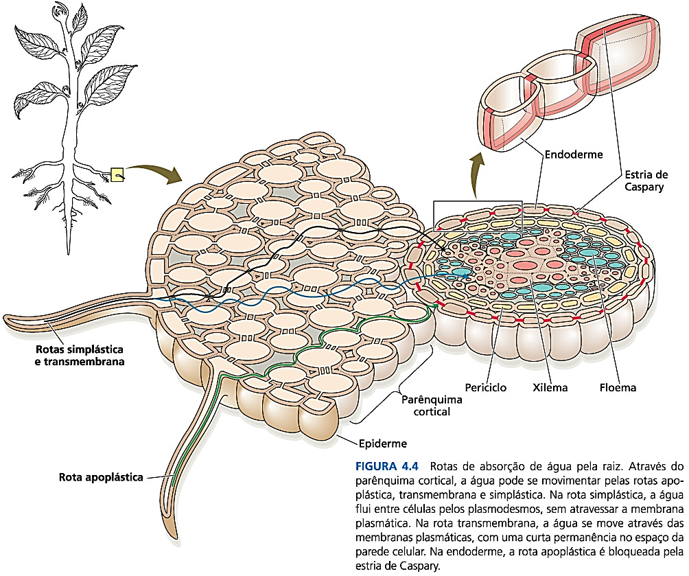 O contato íntimo entre a superfície das raízes e o solo é facilmente rompido quando este é perturbado, razão pela qual as plantas e as plântulas recentemente transplantadas precisam ser protegidas da