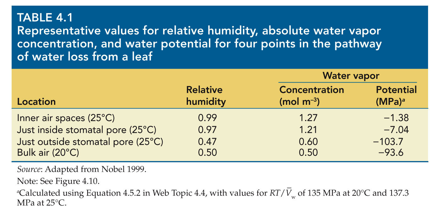A concentração do vapor de água (C wv ) muda em vários pontos ao longo da rota de transpiração.
