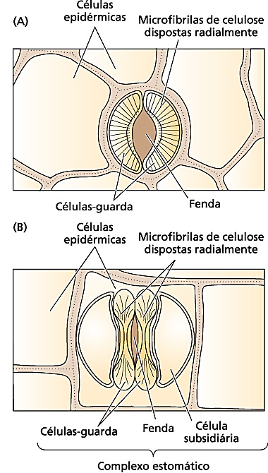 muitas monocotiledôneas e em musgos, pteridófitas e gimnospermas têm forma reniforme. FIGURA 4.