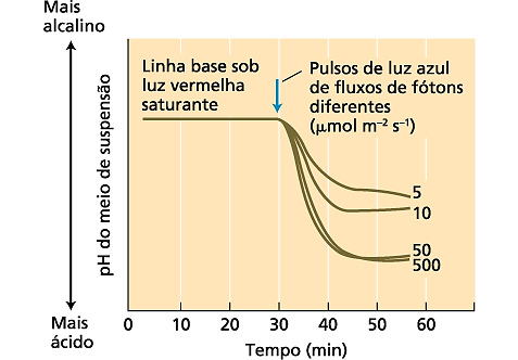 Vicia faba estimulada por um pulso de 30 s de luz azul.