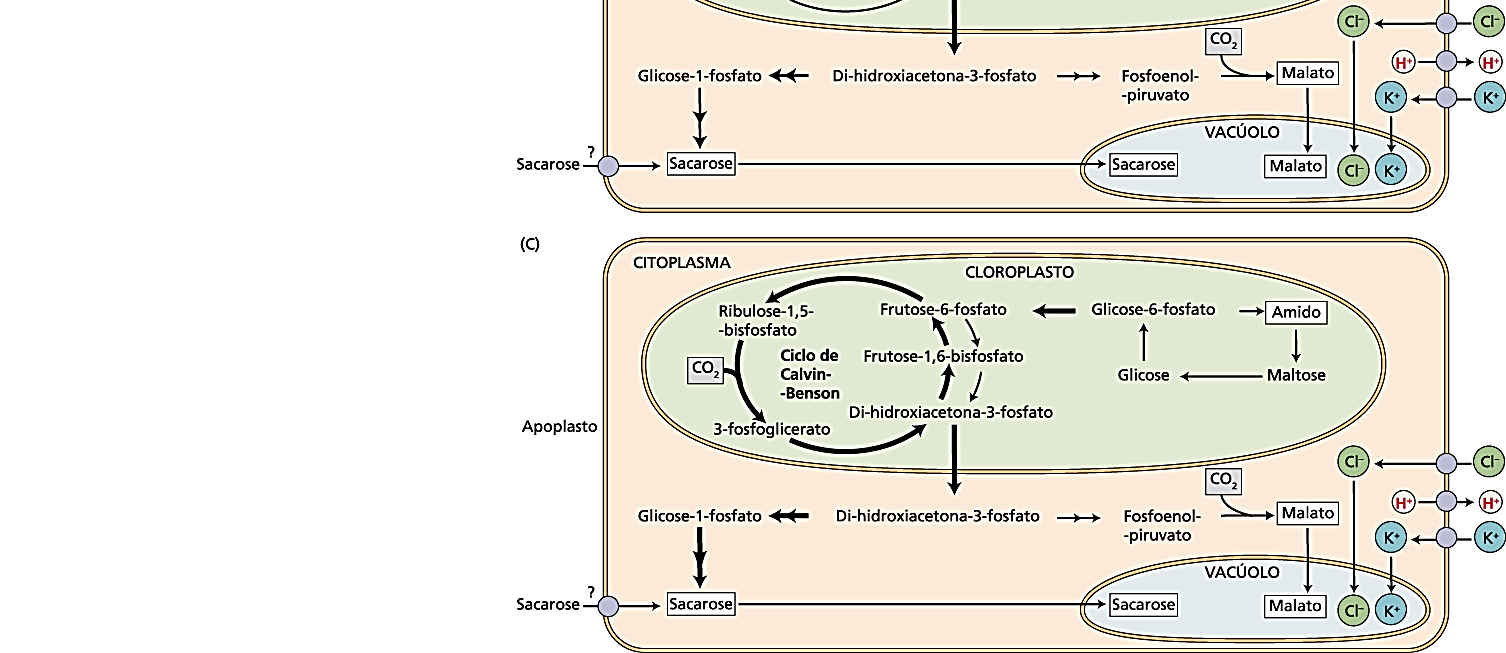 Produção de sacarose no citoplasma da célula-guarda a partir de precursores originários da hidrólise do amido no cloroplasto da célula-guarda; 3.