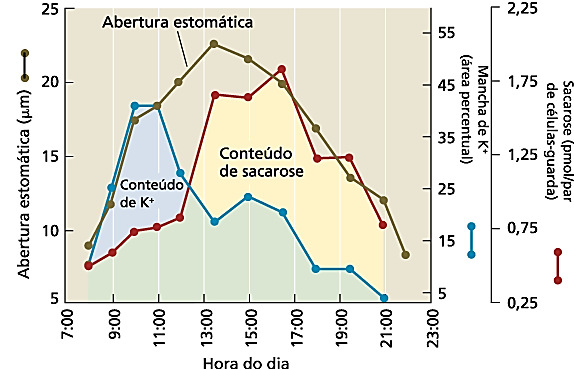 14 Andamento diário das mudanças na abertura estomática e nos conteúdos de potássio e sacarose das células-guardas de folhas intactas de Vicia faba.