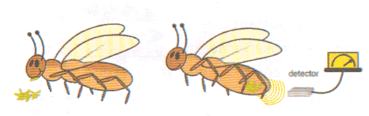 emissões radioativas - cargas. Texto: O comportamento de insetos, como abelhas e formigas. Descobrindo onde fica o formigueiro, ou no caso das abelhas quais as flores de sua preferência.