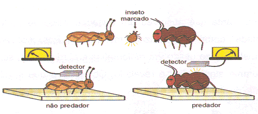 emissões radioativas - cargas. Textos: Na Agricultura. No controle de pragas, identificando qual o predador se alimenta do inseto indesejável.