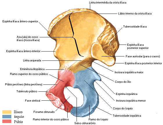 Fig. 02. Osso do quadril vista medial. Fonte: NETTER, Frank H.. Atlas de Anatomia Humana. 2ed. Porto Alegre: Artmed, 2000. 1.