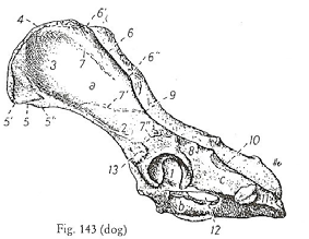 Apresenta-se com uma morfologia mais esferoidal e comprimida lateralmente. 2.2.4 Ossos Tíbia e Fíbula 2.2.4.1. A tuberosidade da tíbia é sulcada cranialmente. 2.2.4.2. A fíbula estende-se por todo o segmento da perna, sendo separada da tíbia por um longo espaço interósseo.