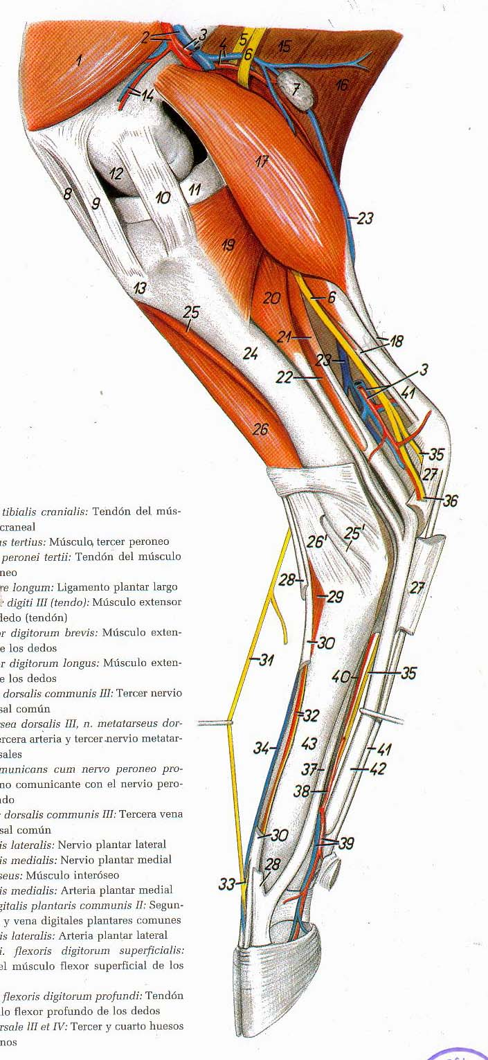 44 FIGURA 8 (à esquerda) Vista medial das regiões da perna e pé do