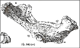 1.1.5 Osso Púbis UNIÃO EDUCACIONAL DO PLANALDO CENTRAL 1.1.5.1. O púbis é o menor dos três ossos e forma a porção cranial do assoalho da pelve. Tem a forma de um L. 1.1.5.2.