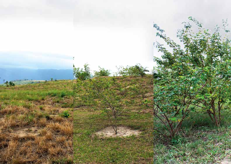 REFLORESTAMENTO Reflorestamento Hoje, o contato com a natureza em espaços urbanos vai muito além do bem-estar: é uma questão de preservação ambiental, prevista por lei.