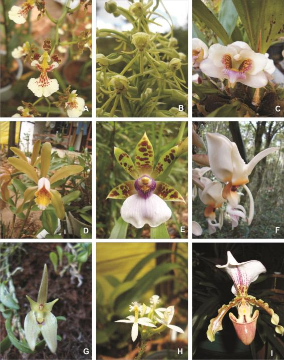 20 FIGURA 2: Variação morfológica reprodutiva em Orchidaceae, evidenciando conservação da organização e da composição das estruturas. A. Coppensia pontagrossensis (Campacci) Campacci. B.