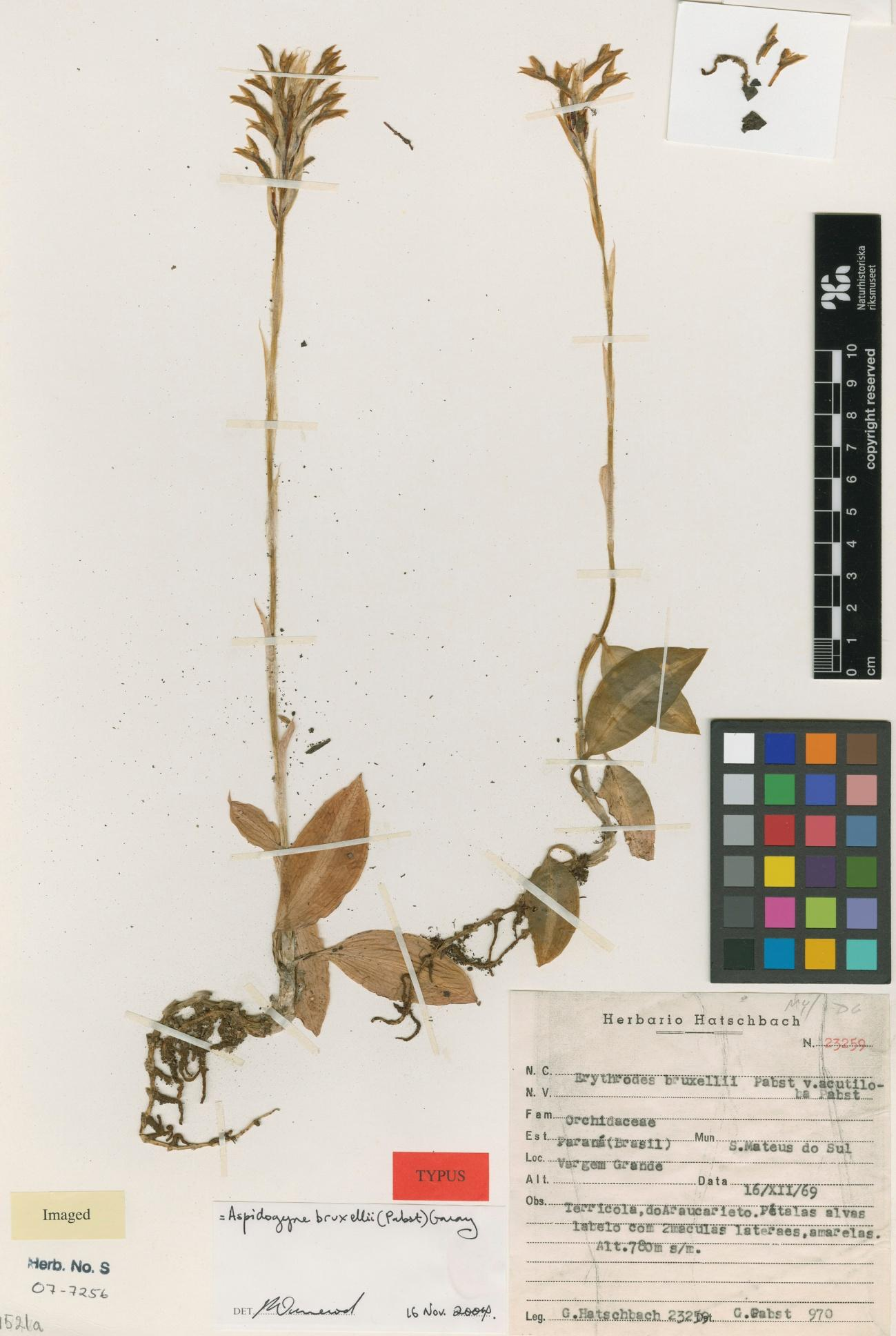 72 Figura 19: Isotypus de Erytrodes bruxellii