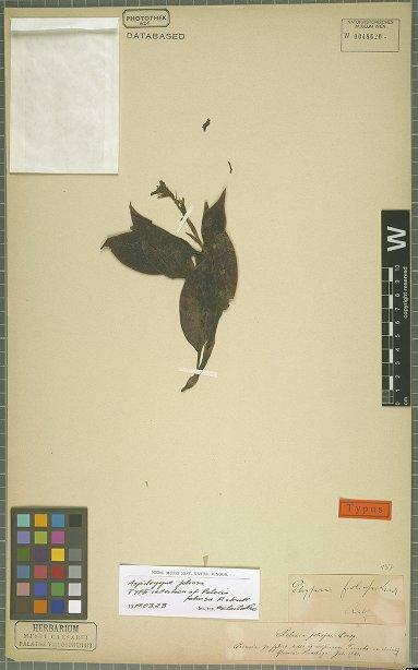 Figura 27: Holotypus de Pelexia foliosa