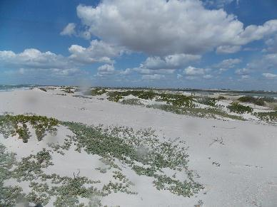 3.2. DUNAS Os campos dunares localizam-se na parte sul da RDSPT (Figura 04) e funcionam como local de lazer e subsistência para alguns moradores locais.