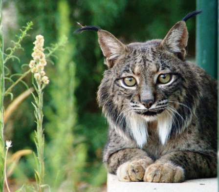 Azahar, fêmea fundadora do CNRLI em Silves, Portugal PACTO NACIONAL PARA A CONSERVAÇÃO DO LINCE-IBÉRICO O lince ibérico (Lynx pardinus), símbolo da conservação dos ecossistemas mediterrânicos, é uma