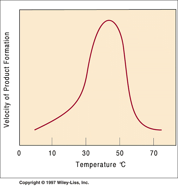 Influência da temperatura do meio sobre a atividade enzimática a taxa de reação aumenta, como se observa na maioria das reações