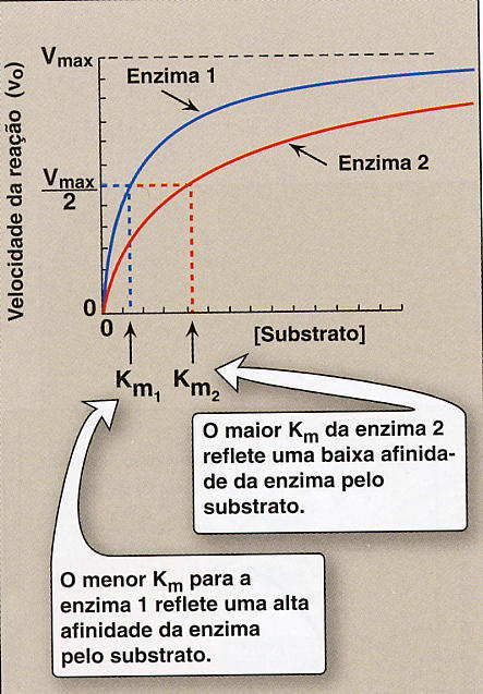 A constante de Michaelis, K M : K M = k 2 + k k 1 3 K M tem as unidades da molaridade, e é uma medida da afinidade da enzima pelo