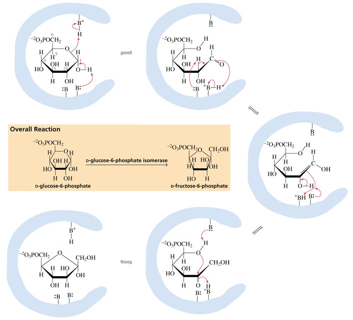 Química de Biomoléculas próton da hidroxila do C-1 da glicose, e um ácido geral, provavelmente um resíduo de Lis ajuda na eliminação do grupo de saída, abrindo o anel.