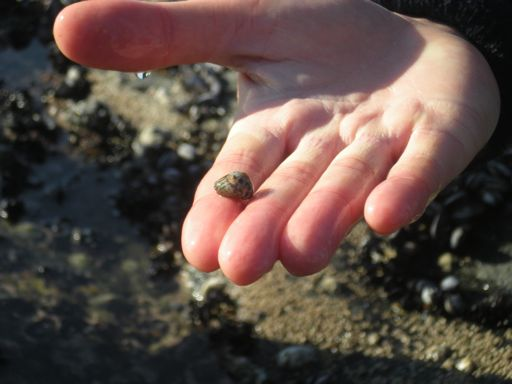 São moluscos bivalves e filtradores, pelo que o seu consumo tem de ser cuidadoso. Nesse mesmo local, encontrámos as chamadas lapas (Patella vulgata), que são moluscos gastrópodes herbívoros.