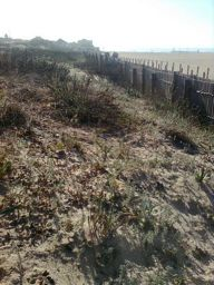 As dunas são muito importantes para a protecção das regiões, pois impedem o avanço do mar, visto que a areia é permeável à água. Além disso, servem de suporte de vida a inúmeras plantas e animais.