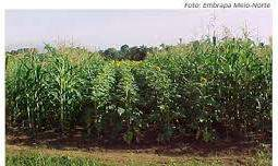 Pode ser usada para recuperar solos compactados e pobres, e como adubo verde nas entrelinhas de culturas perenes como café, citrus e outras frutíferas.