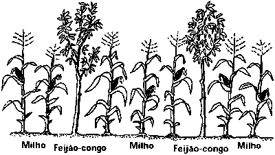 Associação de culturas Em cultivos que deixam boa parte do solo exposto à erosão é comum