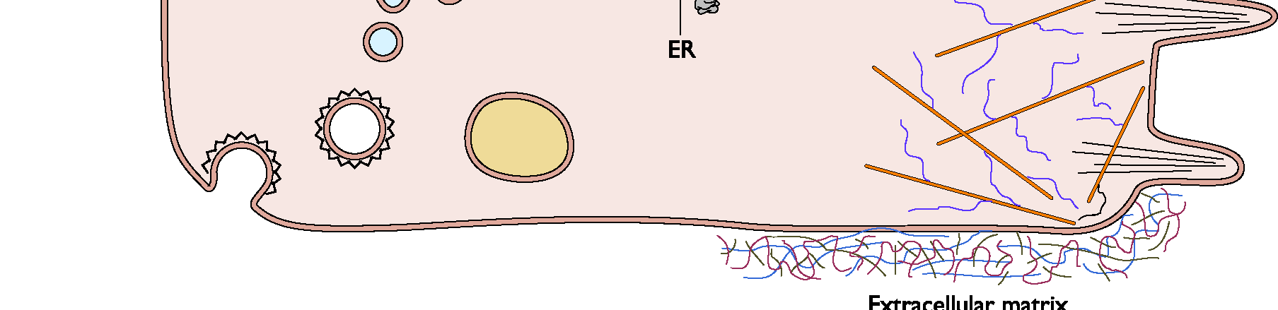 nucleocapsídeos migram para