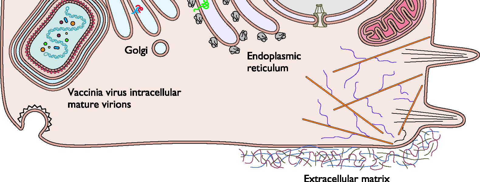 inserção de proteínas virais