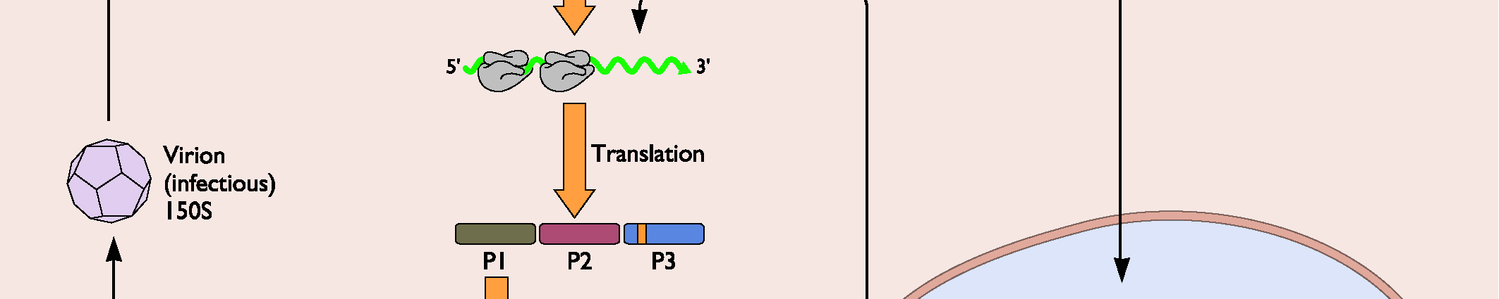 RNA, RNA RNA, RNA - DNA