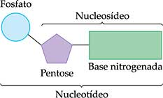 Ácidos Nucléicos Os ácidos nucléicos são moléculas gigantes (macromoléculas), formadas por unidades monoméricas menores conhecidas como nucleotídeos.