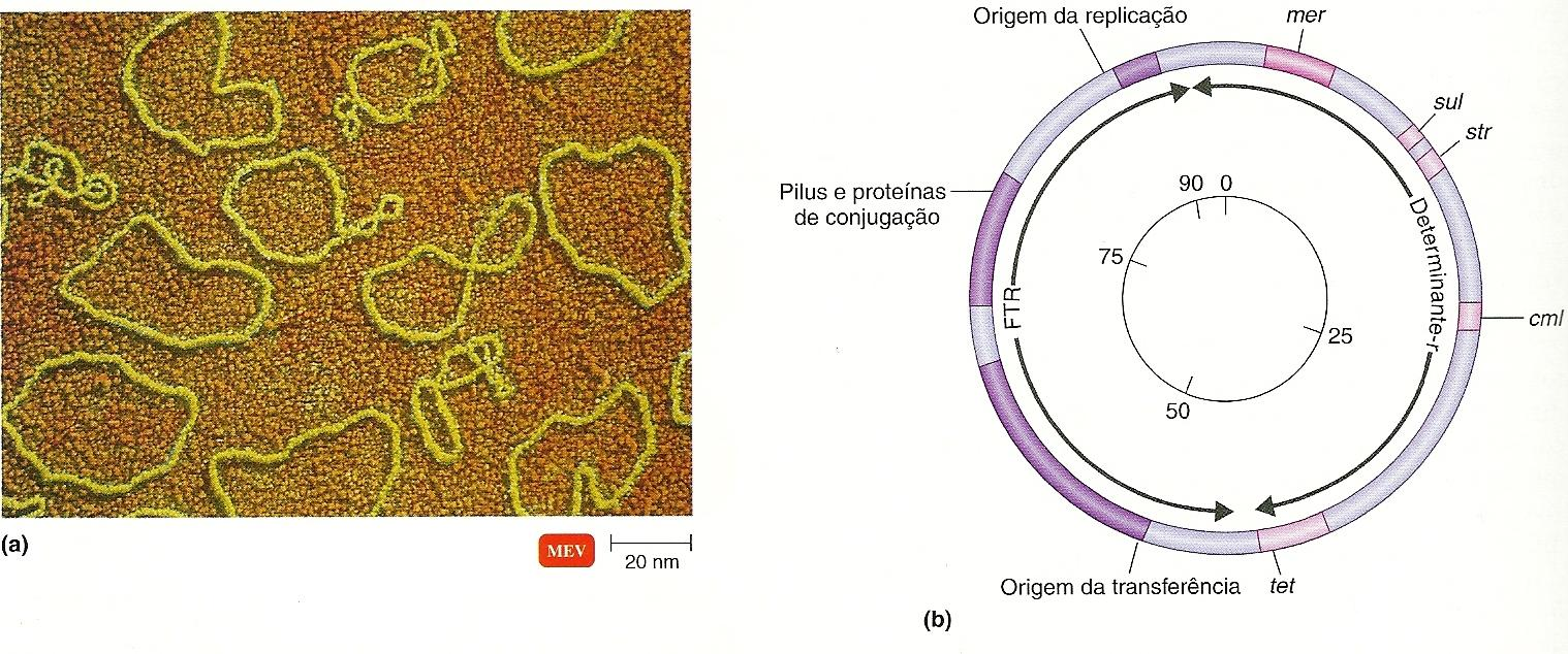 Resistência Extra-Cromossômica Plasmídeos Plasmídeo R (possuir o segmento FTR Plamídeo F)