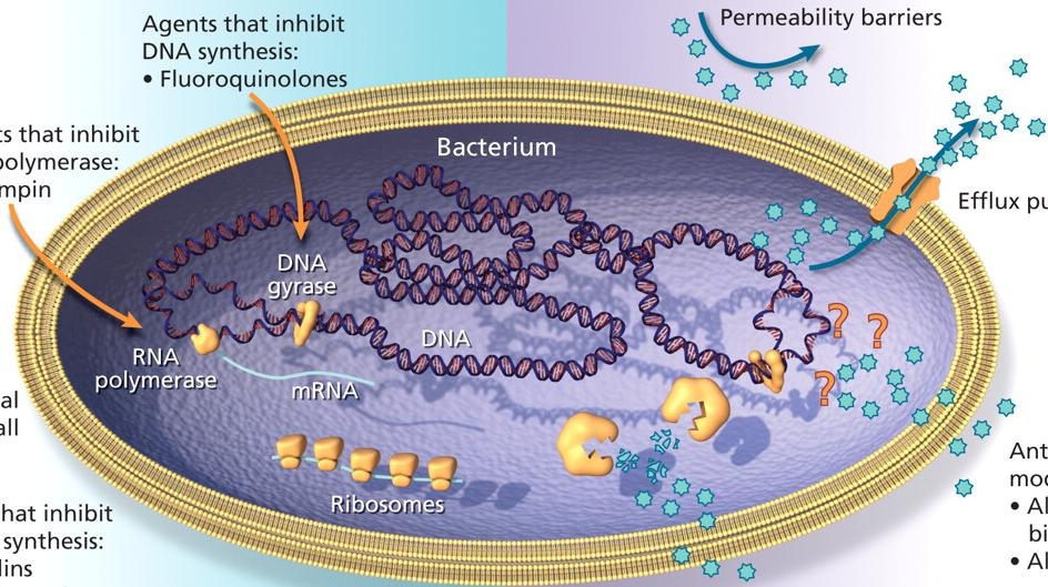 Drogas que inibem a RNA Polimerase: Rifampicina Mecanismos de ação Drogas que inibem a síntese do DNA: Fluoroquinolonas. Mecanismos de resistência Redução na permeabilidade para a droga.