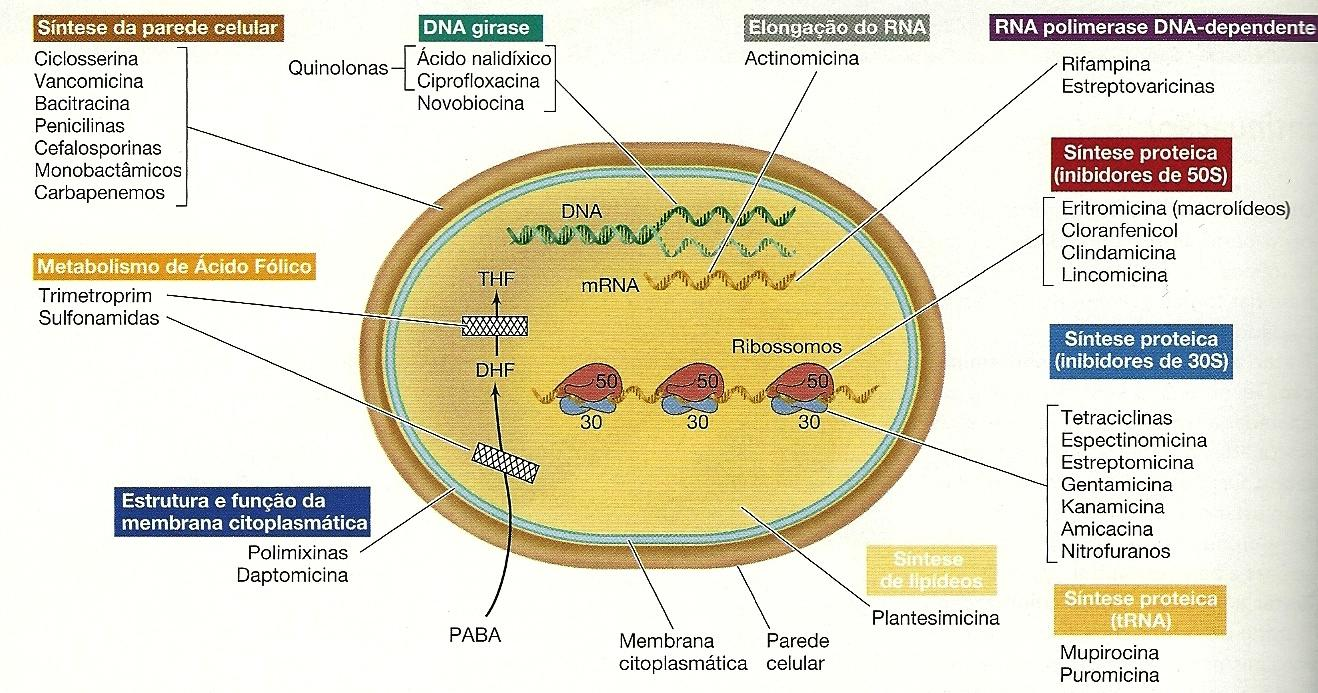 Sítios de ação de drogas antibacterianas Azitromicina Claritromicina Estreptograminas