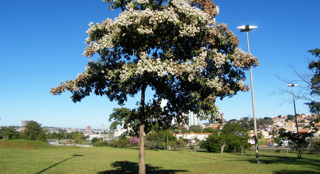 ESPÉCIE Louro-pardo O louro-pardo, espécie nobre, conhecido cientificamente como Cordia trichotoma, ocorre naturalmente nas áreas tropicais e subtropicais do Brasil, Argentina e Paraguai.