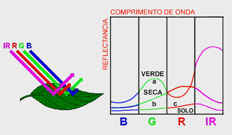 ASSINATURA ESPECTRAL DA FOLHA visível (B, G e R), a pequena reflectância (maior absortância) é produzida por pigmentos da folha