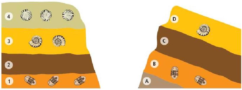 Estratos que contêm os mesmos fósseis têm a mesma idade e formaram-se em ambientes semelhantes Princípio da